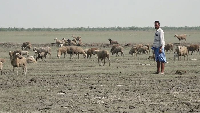 চারণভূমি সঙ্কটে নোয়াখালীর চরাঞ্চলের প্রাণিসম্পদ খাত ধ্বংসের পথে, দুধ–মাংস উৎপাদনে বড় ধাক্কা